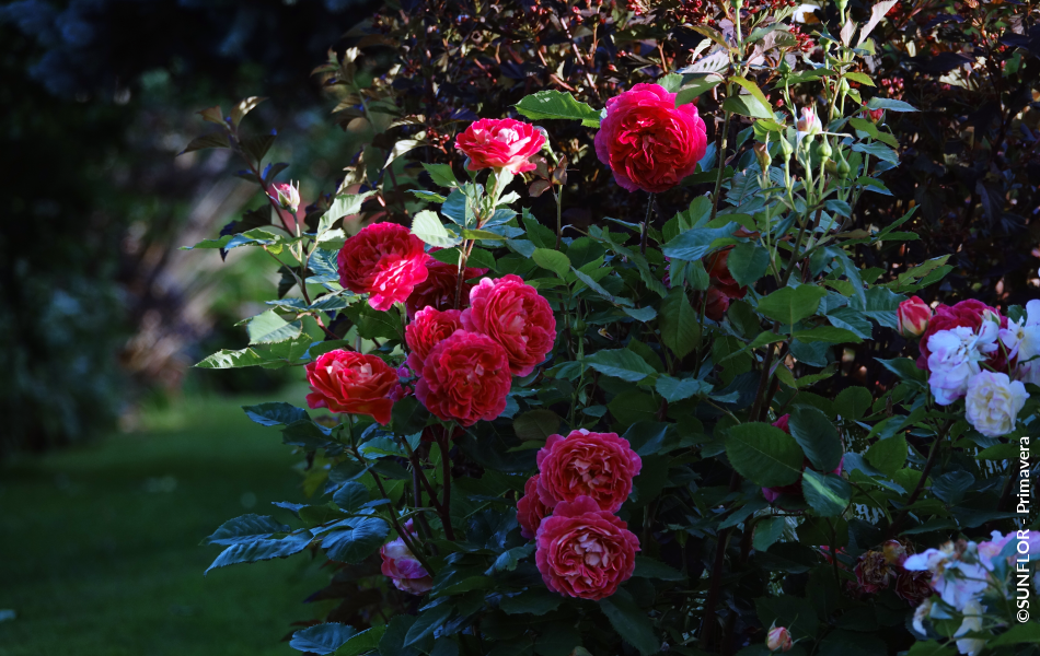 ©SUNFLOR - Primavera